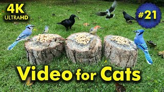 4K TV For Cats | Early Fall Day | Bird and Squirrel Watching | Video 21 screenshot 2