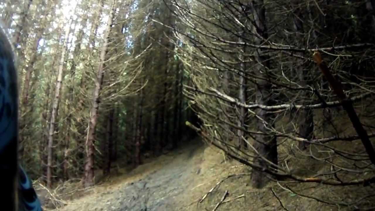 Caberston forest innerleithen 1