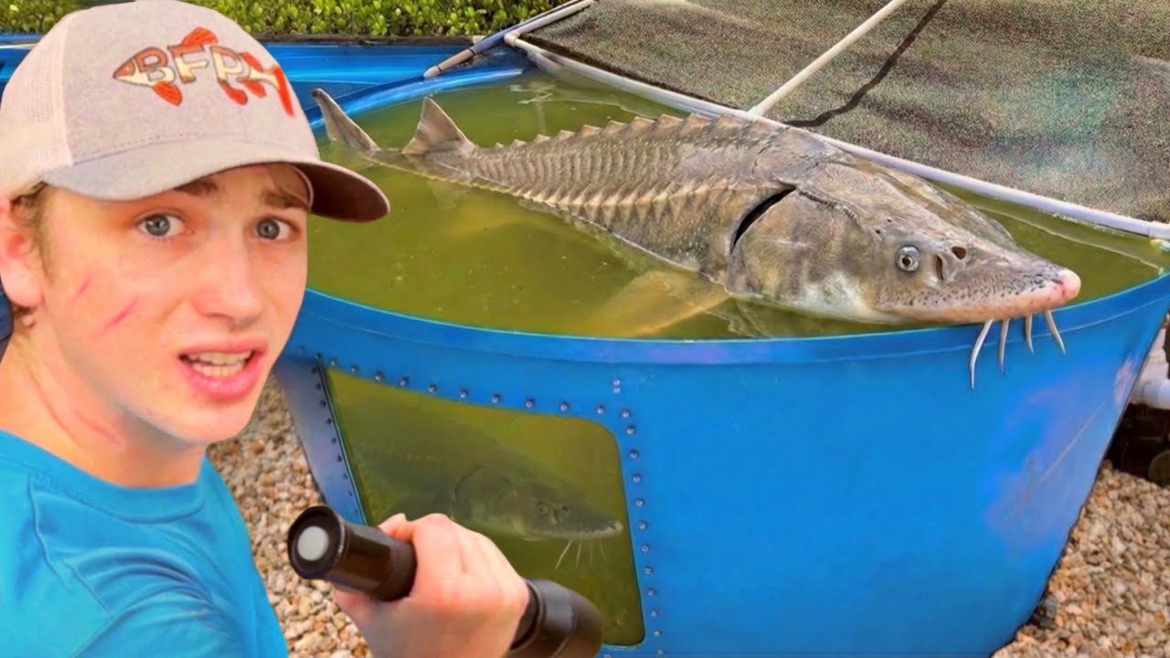 ¡Compré un monstruo prehistórico para mi estanque!