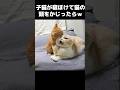 子猫が寝ぼけて頭をアンパンだと思ってかじった結果...笑