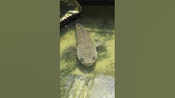 Cho Cá Lóc Ăn #Short