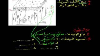 الرابعة متوسط : بنية الجلد -جزء3 تطبيق
