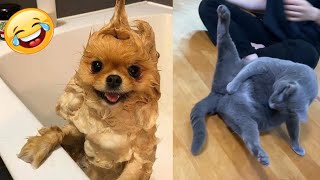 Best of 2024 Funny Animals Videos 🌿🌿🌾🌾🌸💗 | Funniest Animals Video | Funny Animals  Videos by Xz Ani 20 views 3 weeks ago 1 minute, 44 seconds