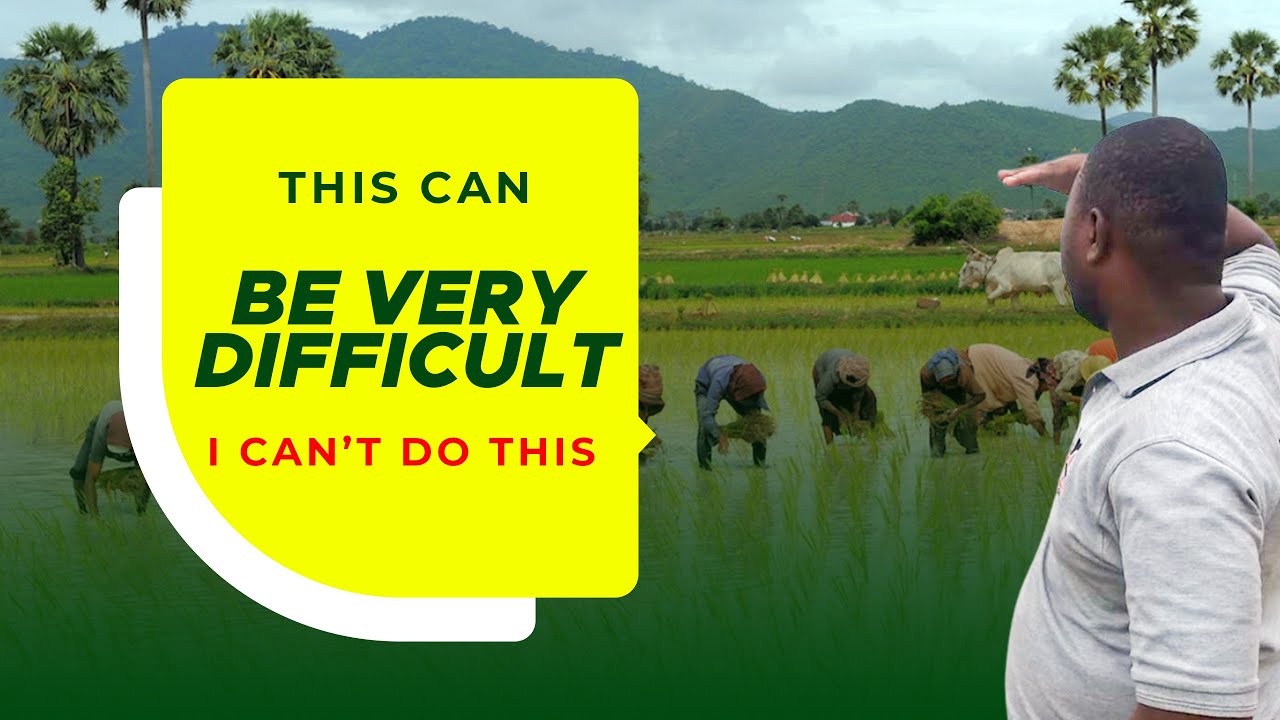 This Is Very Difficult I Can t Do This africa ghana ricefarming this-is-very-difficult-i-can-t-do-this-africa-ghana-ricefarming