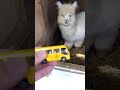 アルパカと交流する幼稚園バス An alpaca meets school bus.