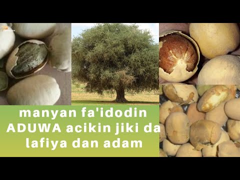 amfanin shan aduwa ga lafiyar dan adam dawasu hanyoyin sarrafata dan amfanin dan adam