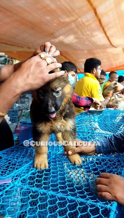 German Shepherd | Cheapest Dog Market In Kolkata | Price Update