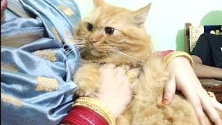 Sheru The Cute Persian Cat | Cute Persian Cat Sheru #sheru #persiancat #cat #catlover @thecapturer5429
