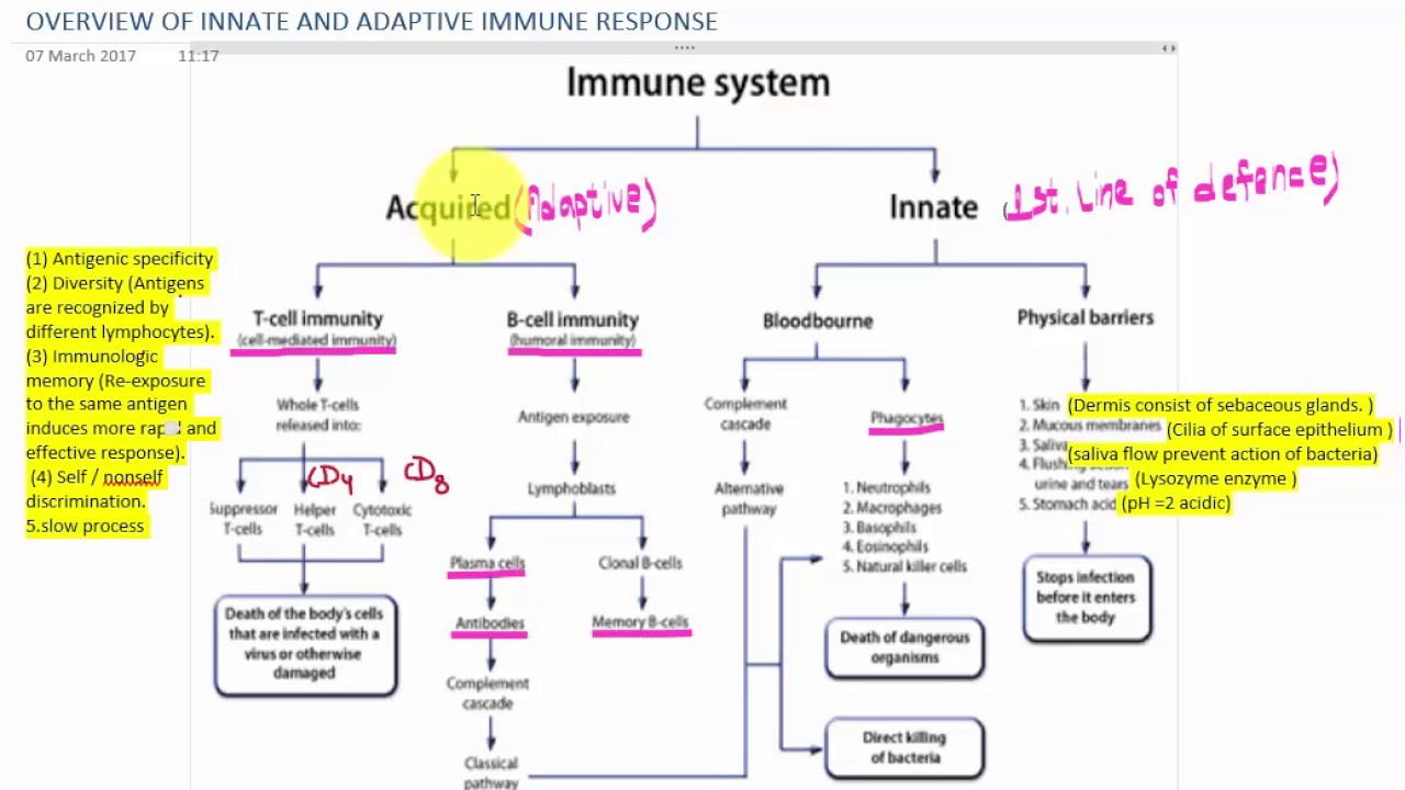 OVERVIEW OF INNATE AND ADAPTIVE IMMUNE RESPONSE - YouTube