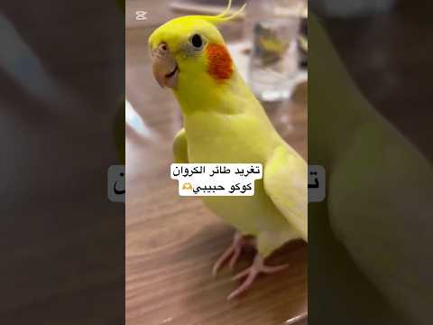 طائر الكروان يتكلم ويقول كوكو حبيبي  الكروان   طائر الكوكتيل
