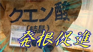 クエン酸で発根促進!?１回の投入量は!?／きゅうり農家／きゅうり栽培／愉快なshata農園