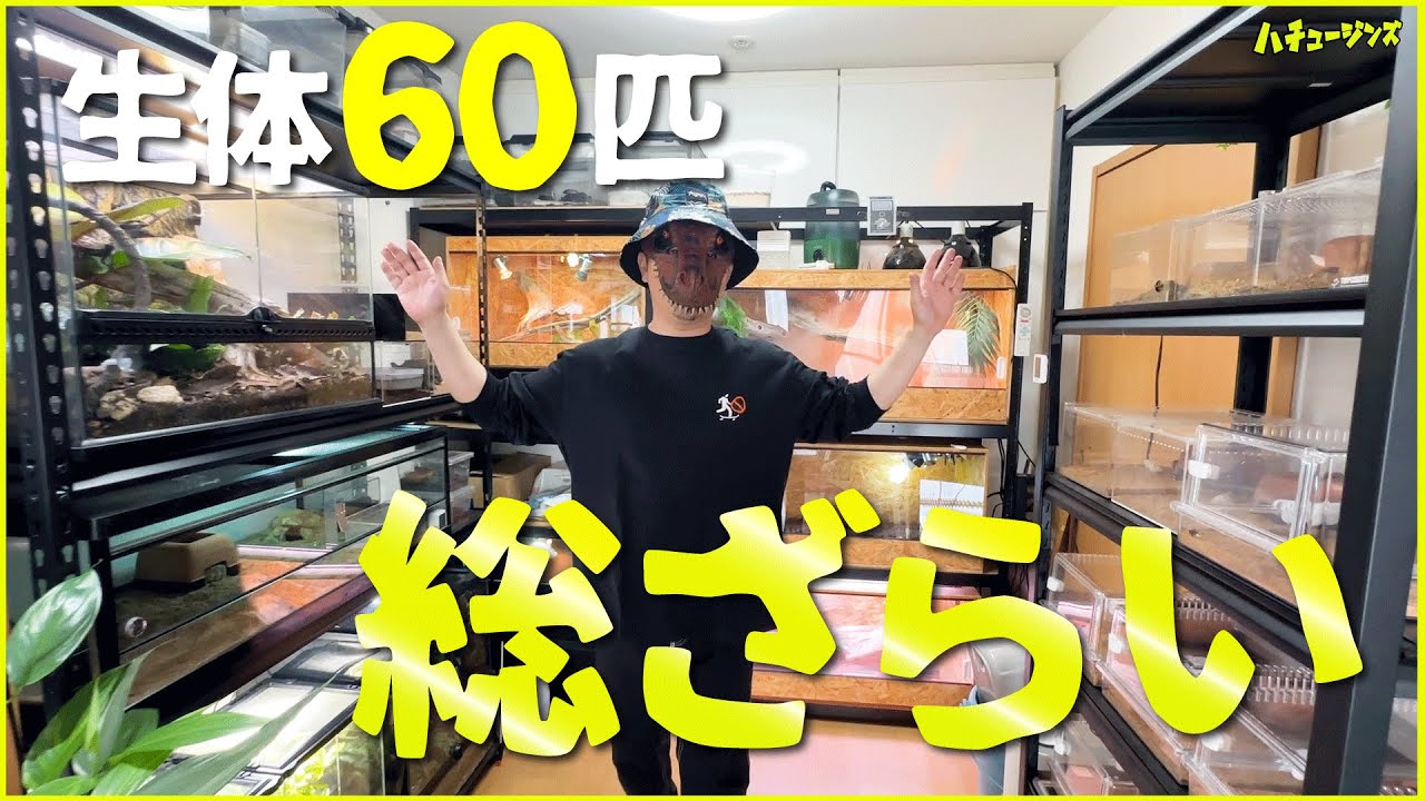 Экскурсия по комнате с представлением 60 рептилий!