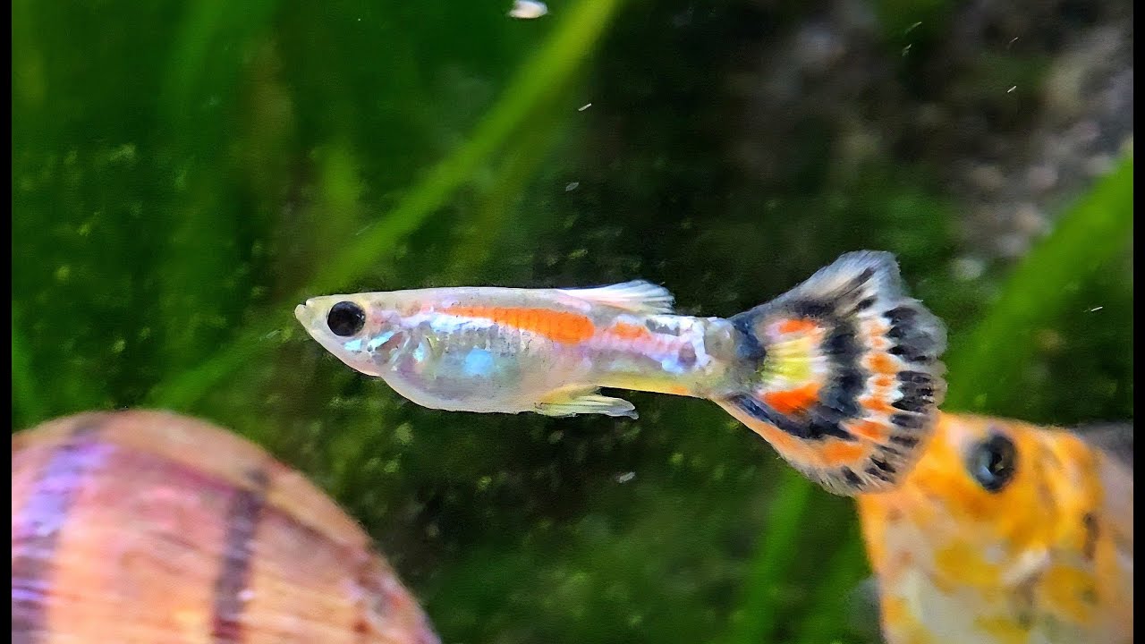 🐟Colorful Male Guppy 🐠Freshwater Fish