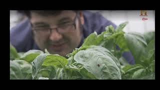 Basil Processing In Hindibobby Bognarfood Techhistory Tv 18