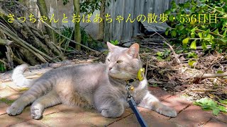 2024.5.5(日)  一歩外に出たときから茶トラ猫がずっとついて来た日の散歩…【さっちゃんとおばあちゃんの散歩・556日目】①〜②・・・