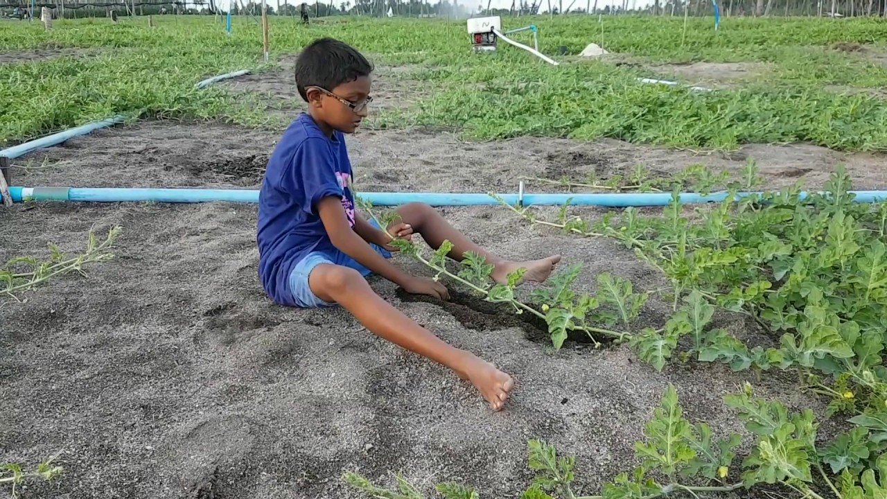 Beautiful Thoddoo (Water melon)
