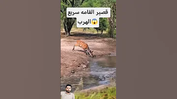 المحاوله اهم من النتيجه لكنه لم يذهب قنادله Shorts Funny Animals 