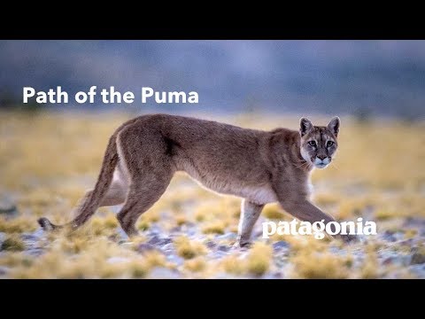 puma of south america