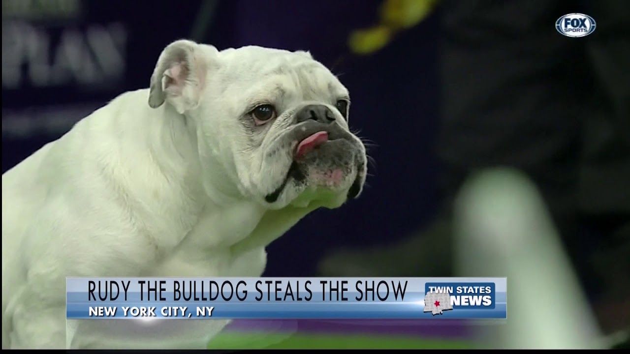 Rudy The Bulldog Steals The Show - YouTube