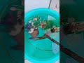 Today i cleaned my mini pond water fishes are not been seen becoz they are in stress 🙂🙂