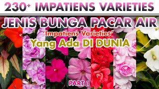 BUNGA PACAR AIR Part 1 | IMPATIENS VARIETIES | Plant id | Tanaman Hias | Bunga