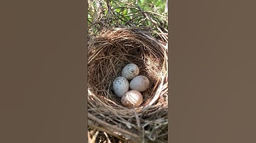 4 eggs - incubating day 8 - Long tailed shrike