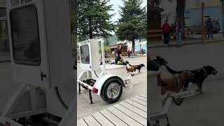 Saw this lady in Skagway walking all these well behaved pups #skagway #dogwalker #dog #alaska