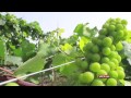 Wine gives Ethiopia boost