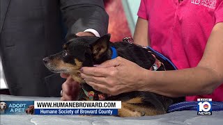 HSBC seeks furever home for dog with special needs, other furry friends