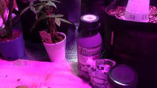TNB NATURALS SPONSORSHIP VIDEO FOR GODZMAZTER WEEDZ