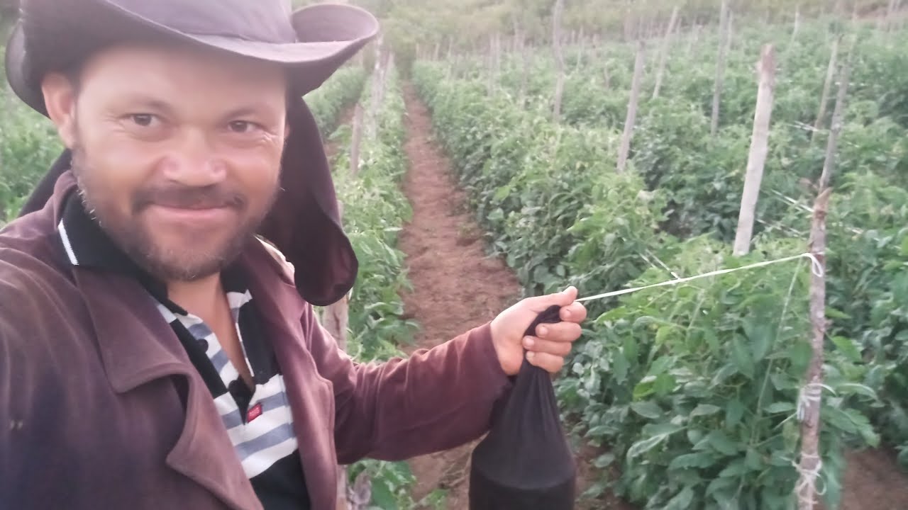 como colocar fitilho no tomate e pimentão etc.