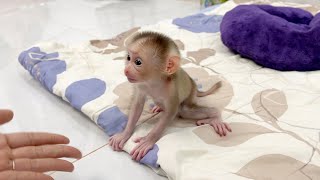 Brilliant Baby Monkey Para Follow Step Walk To Mom Calling