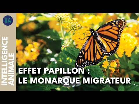 Vidéo: Migration des papillons monarques : la super génération