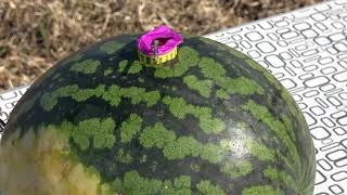 Experiment: Watermelon vs Firecrackers