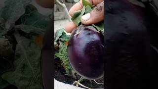 छाछ से बना ऐसा Fertilizer कि पौधा बदल गया 😲 #shorts #gardening #organic