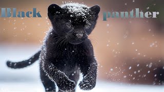 Most beautiful black panther in the world | black panther | Animal world & B Music screenshot 3