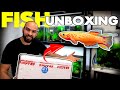 BUYING The Most AMAZING Nano Fish EVER!! (killifish unboxing) | MD FISH TANKS
