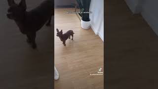 Madiba, hermoso perro Chihuahua en clase de adiestramiento aprendiendo el sentado by Adiestrados - Adiestramiento Canino 450 views 1 year ago 1 minute, 49 seconds