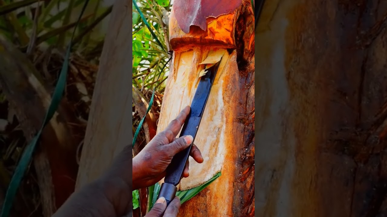 date palm 🌴 extracting for toddy drink ....subscribe please