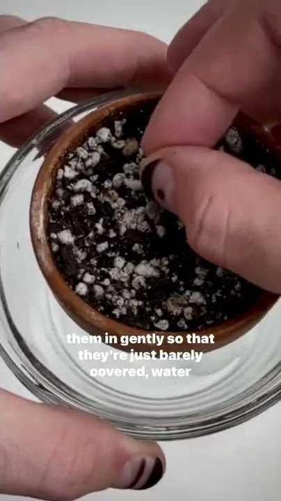 euphorbea obesa seedlings 🌱  #horticulture #instagram #shorts