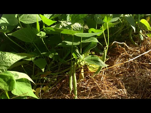 Video: Uzgoj graha Lima: kada saditi, a kada ubrati grah Lima
