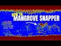 Mangrove snapper stepbystep slayfest i mangrove snapper fishing  mangrove snapper 2024  fsftv