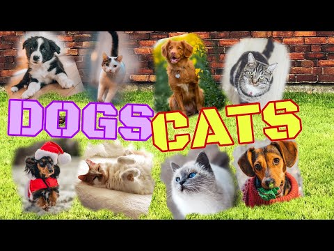 Wildlife sound in animal universe: Dogs & Cats ...