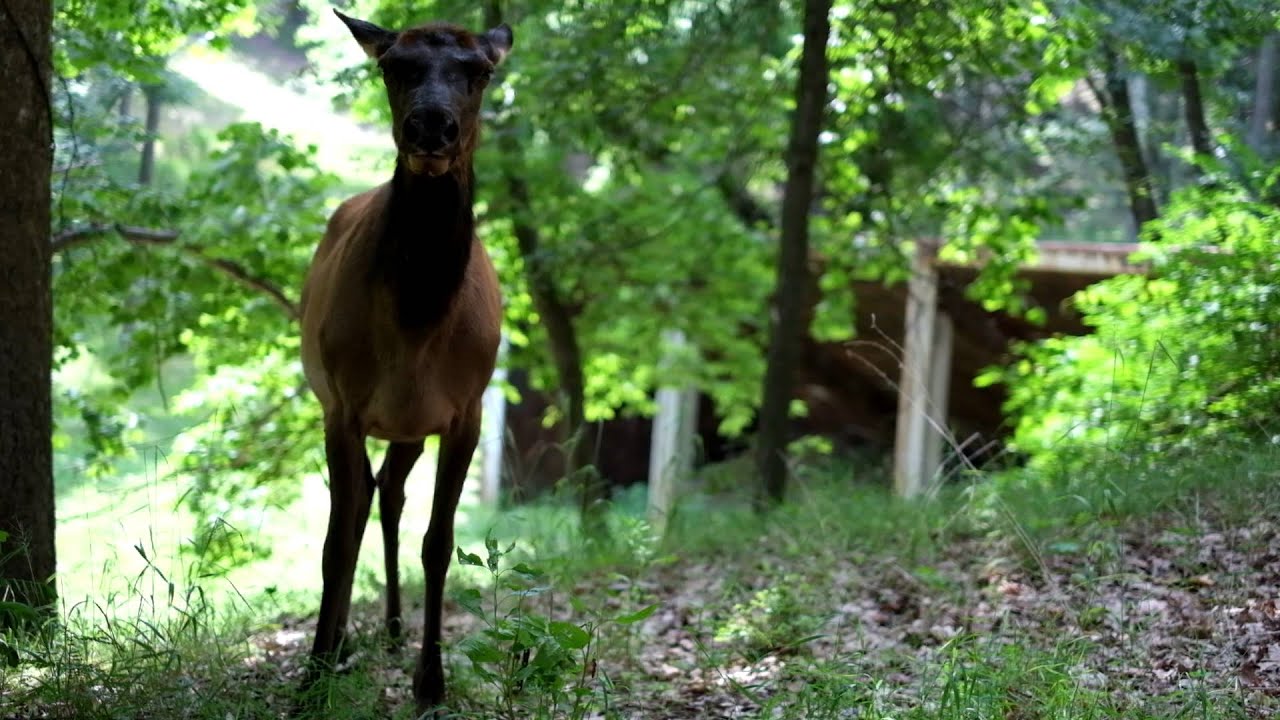 Elk looking at me at Lone Elk Park in St. Louis, Missouri YouTube