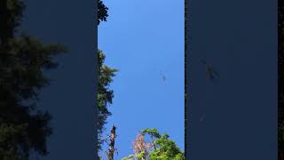 IMG 8818 mp4