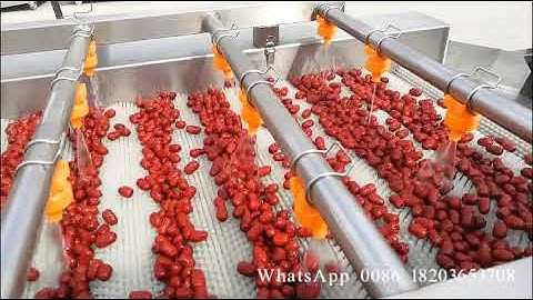 Complete jujube washing and air drying line/Chinese date cleaning production line