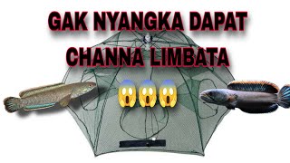 GAK NYANGKA BUBU PAYUNG DAPAT LIMBATA #BUBUPAYUNG #LIMBATA #CHANNA #WADER #