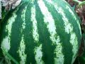 When to harvest Watermellon & Cantaloupe from the vine