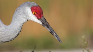 Spring sunrise at Loxahatchee NWR.  Sandhill Crane, Spoonies, GBH