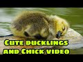 duck and chick cute video